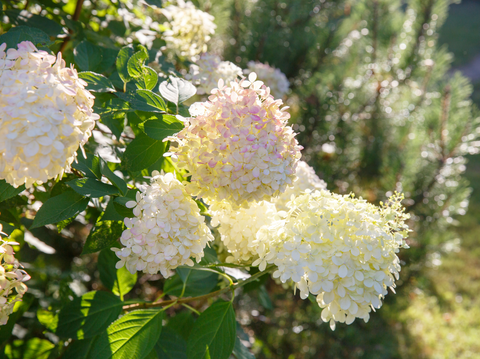 How to Plant and Care for Hydrangea Bushes - Simply Trees