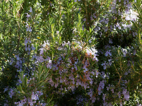 Rosemary: Planting Tips for Home Gardens