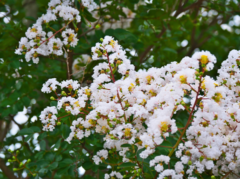 How to Prune a Crape Myrtle Tree: Expert Tips & Techniques