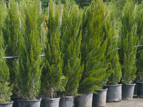 Texas Online Plant Nursery Simply Trees