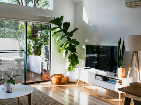 Top Rated House Plants in Every Room - Simply Trees