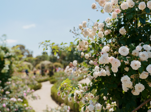 Discover Types of Rose Plants: Varieties for Your Garden