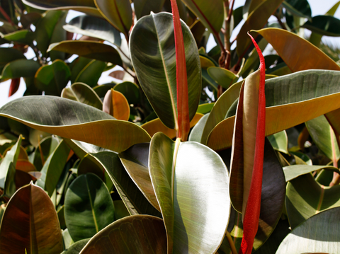 Rubber Tree Care: Ficus Elastica Tips - Simply Trees