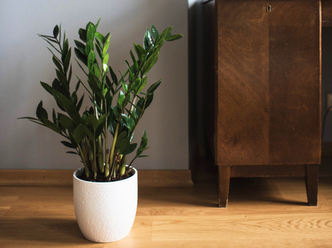 ZZ Plants Care: Master Tips - Simply Trees