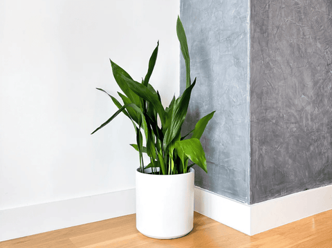 Cast Iron Plant: Essential Care Tips