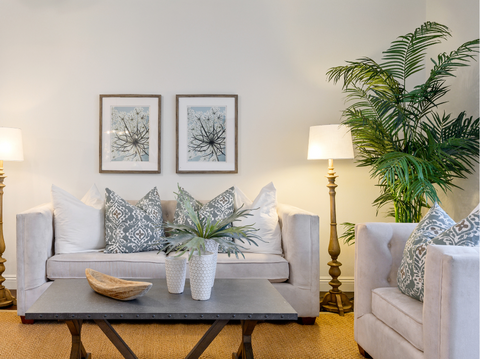 Indoor Palm Tree Plant Care Tips