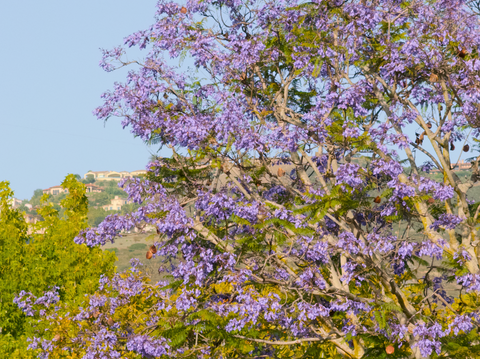 Tree Care Guide: How to Care for Plants - Simply Trees