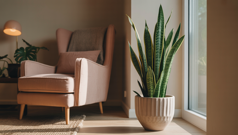 A minimalist living room with a Snake Plant in a pot next to an armchair, illuminated by natural light.