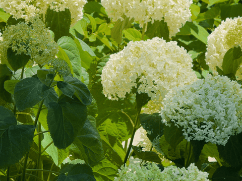 Pruning Hydrangeas: Best Time & Tips for Lush Blooms