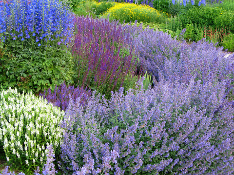 Plant Care Tips for a Lush Garden - Simply Trees