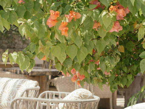 Discover Top Outdoor Patio Plants for Your Space