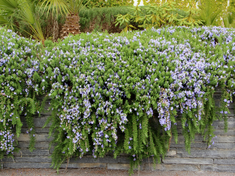 Discover the Best Ground Cover Plants for Sale Online