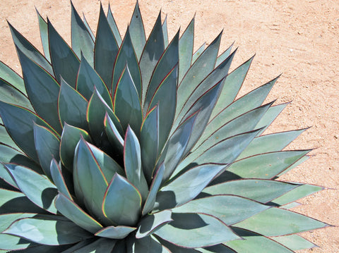 Agave ‘Blue Glow’ Care Guide: How to Grow This Stunning Succulent