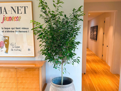 Benjamina Ficus Care Guide: The Complete Guide to a Healthier, Happier Indoor Tree