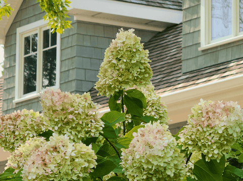 How to Create a Cottage Garden | Design Tips & Plant Ideas