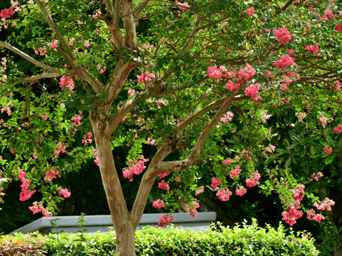 Transform Your Yard with Crape Myrtle Trees | Natchez, Tuscarora, Dynamite & Muskogee