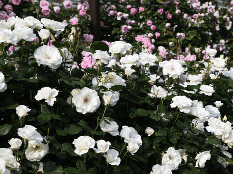 Rose Planting & Care Guide: How to Grow Gorgeous, Healthy Roses