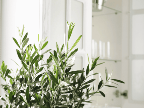 Guide to Caring for Olive Trees Indoors
