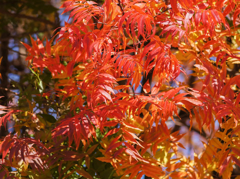 Chinese Pistache Care Guide: A Hardy, Colorful Tree for Your Landscape
