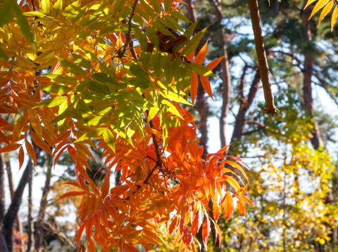 Chinese Pistache tree with vibrant red and orange fall foliage in a sunny landscape