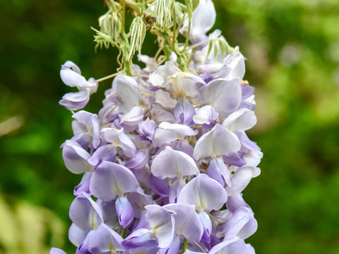 Chinese Wisteria Vine Care Guide: How to Grow This Stunning Flowering Climber