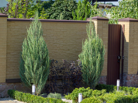 Healthy Blue Arrow Juniper with vibrant blue-green foliage growing in a landscaped garden.