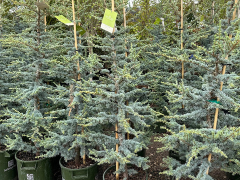 Horstmann Blue Atlas Cedar Care Guide: Growing a Striking Compact Evergreen