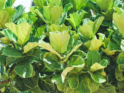Fiddle Leaf Fig Care Guide: How to Grow This Statement-Making Houseplant