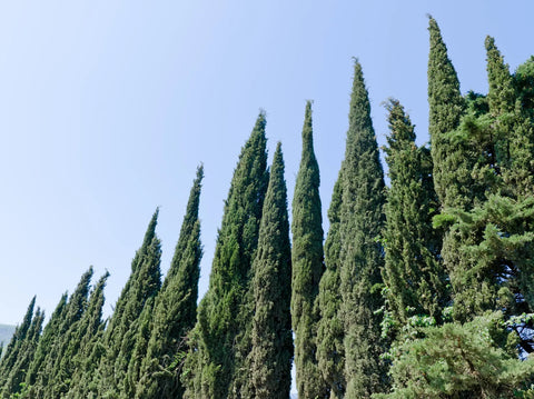 Italian Cypress Care Guide: Elevate Your Landscape with This Elegant Evergreen
