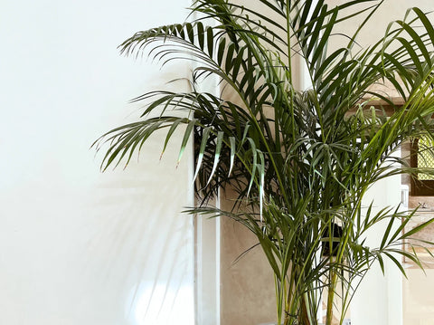 Graceful Kentia Palm with lush green fronds thriving in bright indirect sunlight