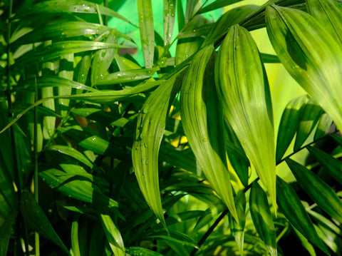 Kentia Palm Tree - Beautiful and Hardy Indoor Palm Tree