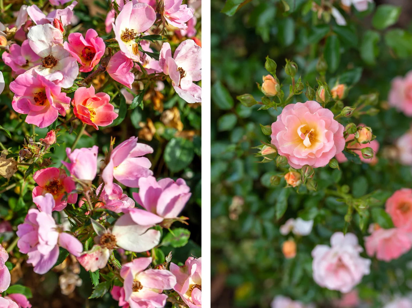 Knockout Roses Vs Drift Roses