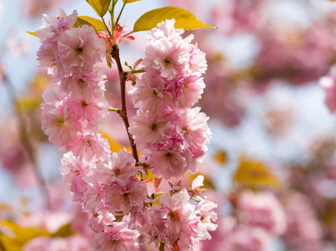 Kwanzan Flowering Cherry Tree Care Guide: How to Grow This Ornamental Beauty