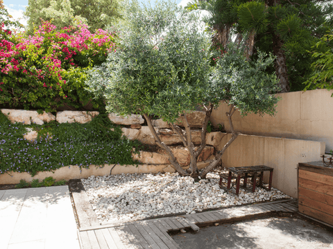 How to Design a Mediterranean Garden (No Passport Required)