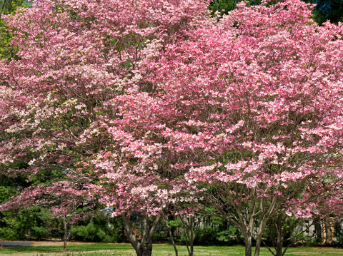 Pink Dogwood Care Guide: How to Grow This Flowering Ornamental Tree