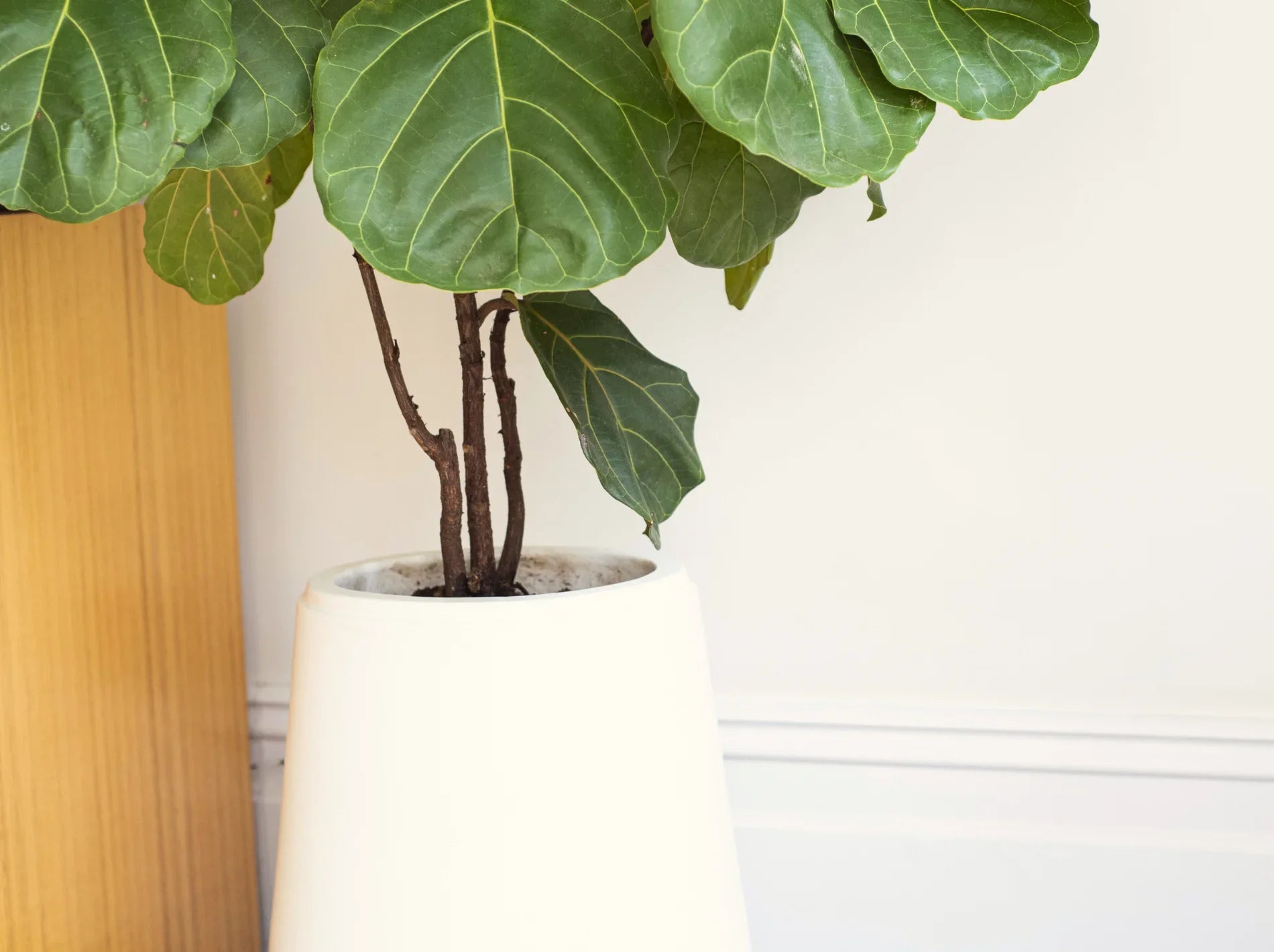 Best Way to Repot a Fiddle Leaf Plant  Simply Trees