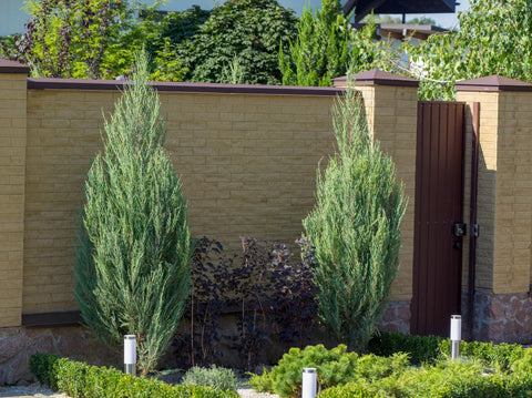 Skyrocket Juniper Care Guide: The Perfect Narrow, Vertical Evergreen