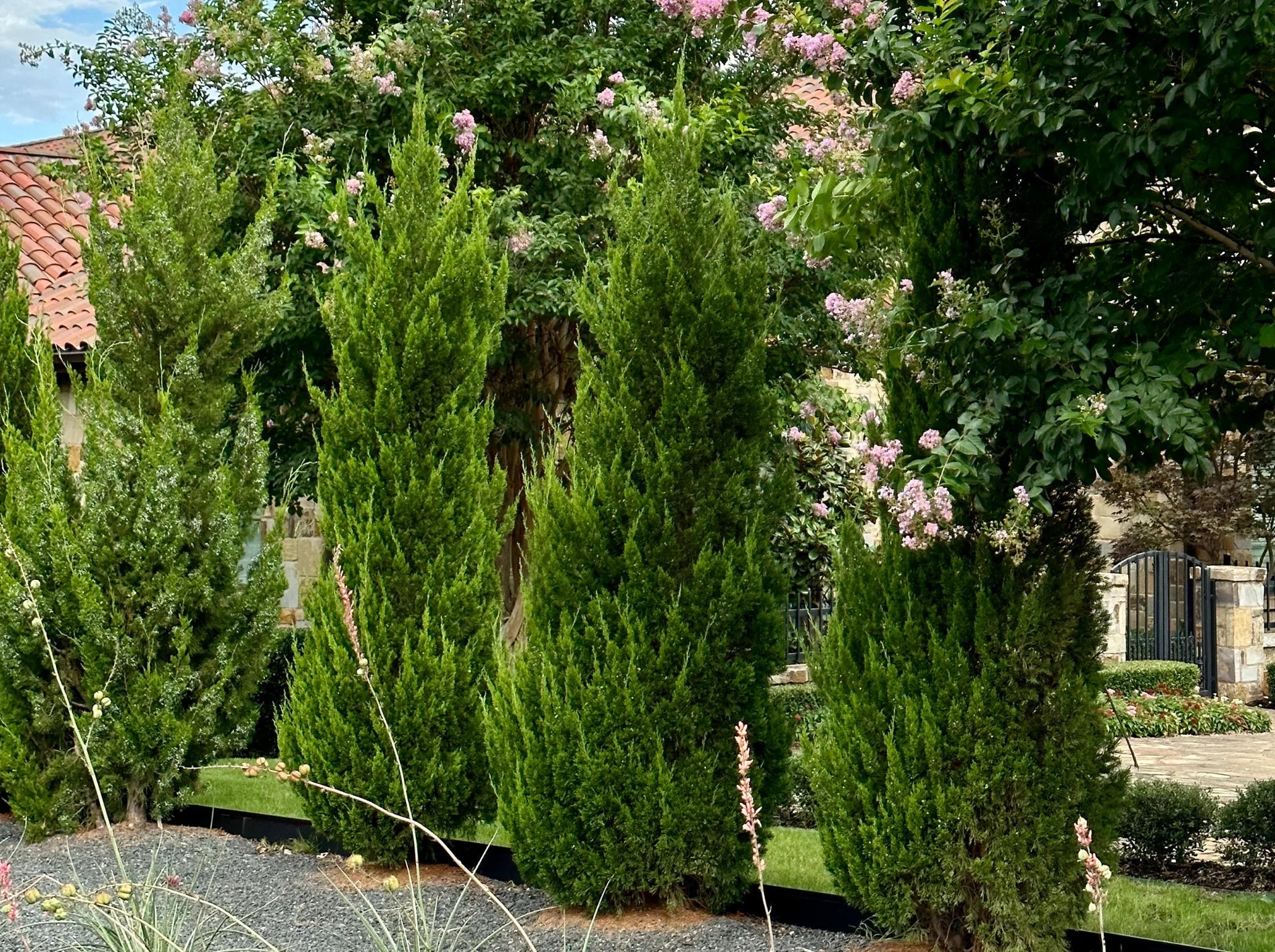 Spartan Juniper Landscaping & Care – Simply Trees