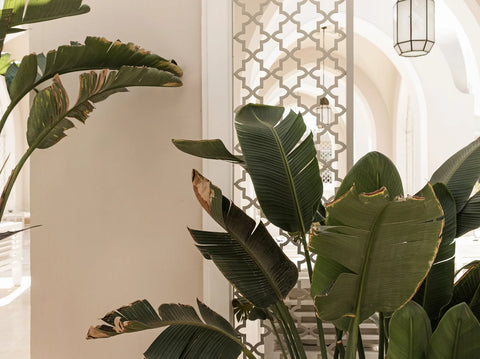 Spotting Cold Damage in Houseplants