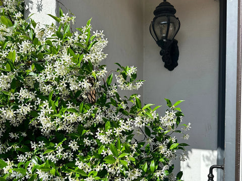 Star Jasmine Care Guide: Growing a Fragrant, Flowering Vine