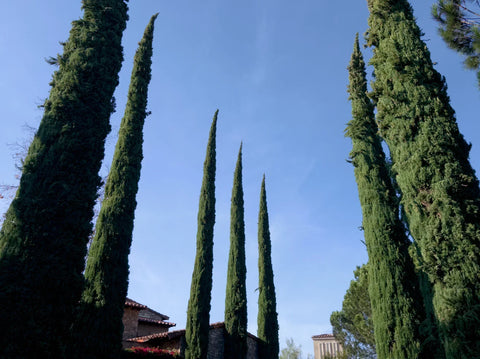 Tall Italian Cypress Trees Creating Natural Privacy in California Landscape