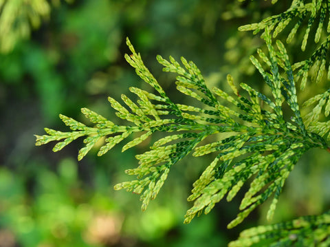 Thuja Green Giant Care Guide: How to Grow a Fast-Growing Evergreen for Privacy
