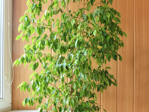 Tips for Growing Benjamina Ficus Indoors