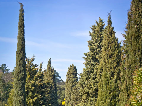 Tips for Growing Italian Cypress Outdoors