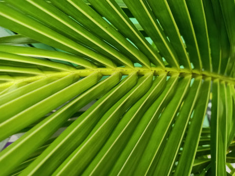 Tips for Growing Kentia Palm Indoors