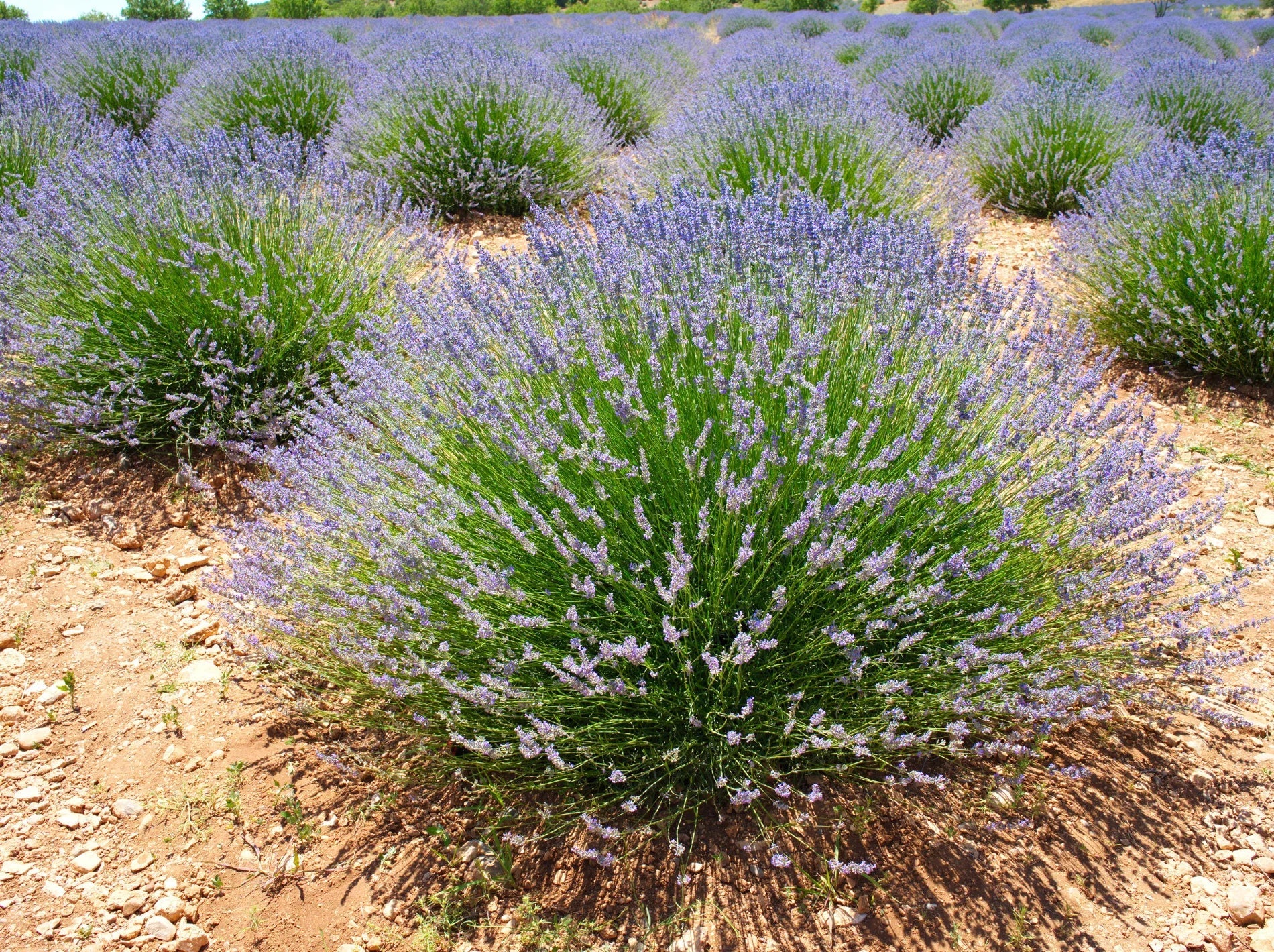 The Ultimate Care Guide for Phenomenal Lavender  Simply Trees