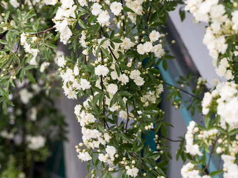White Lady Banks Climbing Rose Care Guide: How to Grow This Thornless, Elegant Climber