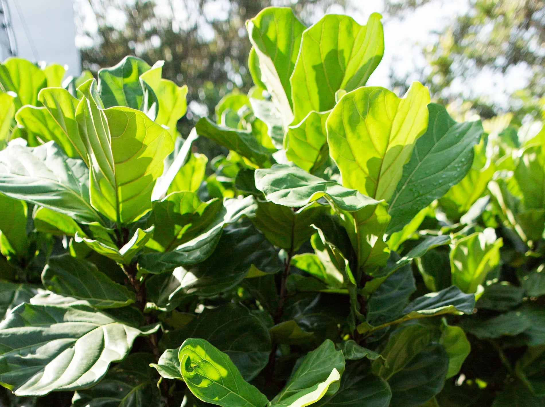 Why Is My Fiddle Leaf Fig Dropping Leaves?  Simply Trees