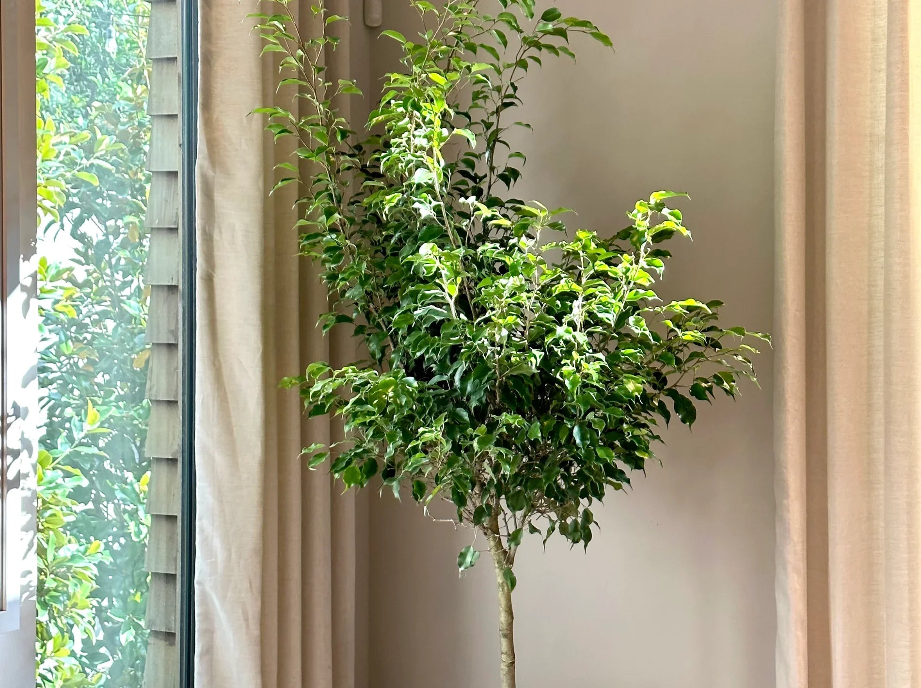 Benjamina Ficus Why your leaves might be falling off Simply Trees