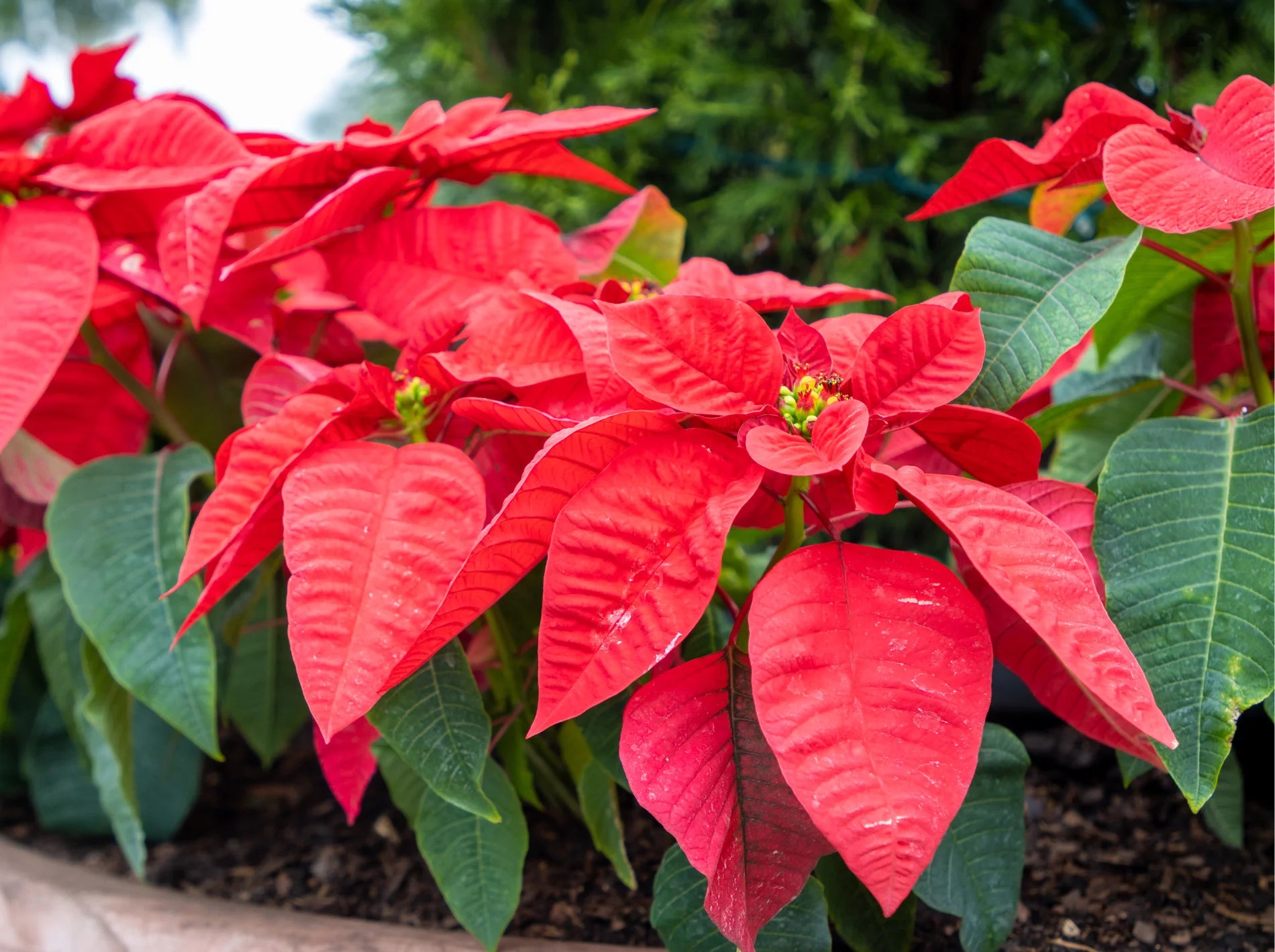 Your Poinsettia Care Guide for a Lush, Long-Lasting Festive Season  Simply  Trees